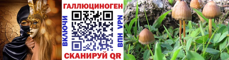 купить закладку  Чехов  ссылка на мегу зеркало  Галлюциногенные грибы Psilocybine cubensis 